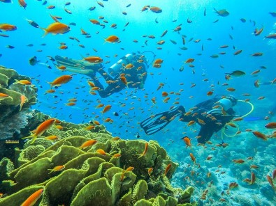 Mersinli Dalgıçlar, Kızıldeniz'in Büyülü Dünyasına Daldı