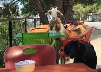 ÇAY BAHÇESİ - Sevimi Keçiler Kafeyi Bastı