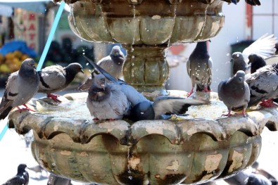 Sıcaktan Bunalan Güvercinler Süs Havuzunda Serinliyor