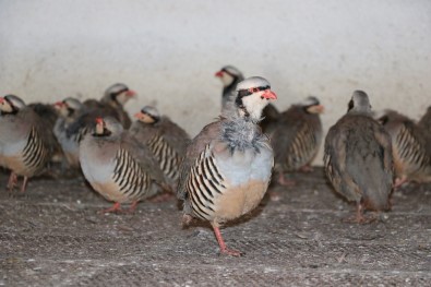Yozgat'ta Yetiştirilen Keklikler Birçok İlde Doğaya Salınacak