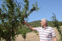 ÜÇPıNAR - Yunusemre'nin Organik Bahçeleri İlk Meyvelerini Verdi