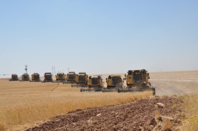 Aşırı Yağış Hububat Rekoltesini Etkiledi