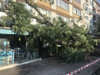 Beşiktaş'ta Devrilen Ağaç Yürekleri Ağza Getirdi