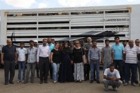 YASAL DÜZENLEME - Diyarbakırlı Çiftçilere 986 Küçükbaş Hayvan Dağıtıldı