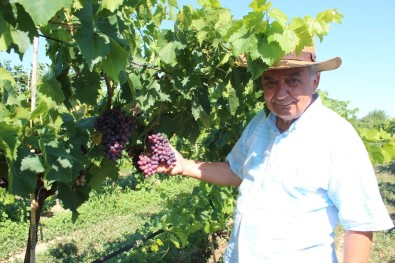 Dünyaca Ünlü Sultaniye Üzüme Alternatif