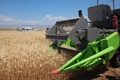 Elazığ'da Deneme Amaçlı Ekilen Arpa Ve Buğdayın Hasadı Yapıldı