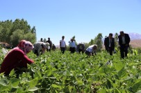 Gevaş Fasulyesinin İlk Hasadı Yapıldı