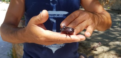Karabük'te Gergedan Böceği Bulundu