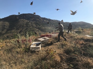 Karaman'da Doğaya 2 Bin Kınalı Keklik Salındı