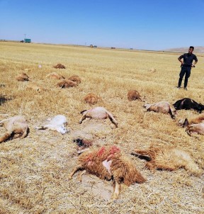 Karaman'da Otlamak İçin Tarlaya Götürülen 42 Koyun Telef Oldu