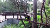 KOALA - Koala Neslini Tükenmekten Kurtaracak Sağlıklı Türler Bulundu