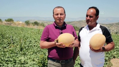 Mut'ta Kavun Hasadı