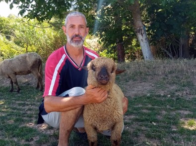 (Özel) Bu Koyunların Doğmamış Kuzuları Bile Satılıyor