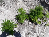 EMNİYET AMİRLİĞİ - Selendi'de 280 Kök Hint Keneviri Ele Geçirildi