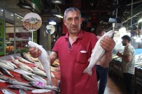 BISMILLAH - Sezon Açıldı, Tezgahlar Balıklarla Renklendi