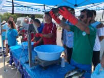 BALIK AVI - Tekirdağ'da Zıpkınla Balık Avı Şampiyonası Heyecanı
