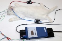 VAN YÜZÜNCÜ YıL ÜNIVERSITESI - Van Kedilerinin Sağır Olmadığı Tespit Edildi