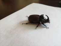 Yetkililerden Gergedan Böceği Uyarısı!