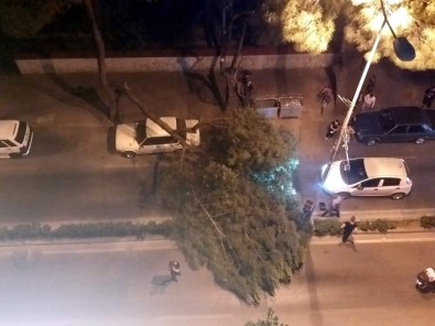 Çam Ağacı Seyir Halindeki Aracın Üstüne Devrildi, Facia Ucuz Atlatıldı