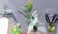 MÜSLÜM GÜRSES - Evinde 130 Kuşla Yaşıyor