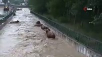 Hayvanlar Sele Kapıldı