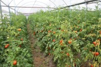 Komşu İllerin Domatesi Kahramanmaraş'tan