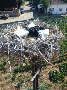 Mahsur Kalan Leylekleri TREDAŞ Ekipleri Kurtardı