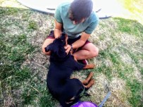 ROTTWEİLER - Malkaralı Vatandaş Kaybolan Köpeğine Kavuştu