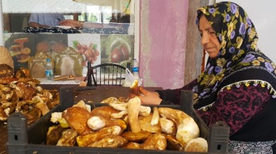 'Sinop Mantarı' Avrupa Mutfağının Baş Tacı