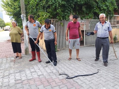 Eve Giren Yılan İtfaiye Ekiplerince Yakalandı