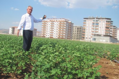 Araban Ovası'nın Verimli Toprakları Betonlaşıyor