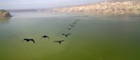 YIRTICI KUŞ - Kuş Cennetinden Eşsiz Görüntüler