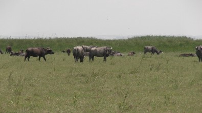'Manda Evi' Açılıyor