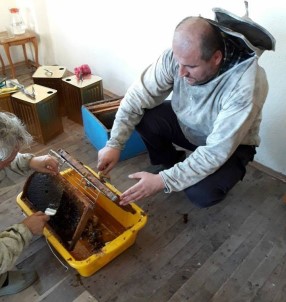 Ordu'da Kestane Balı Hasadına Başlandı