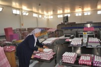 YUMURTA - Yumurta Üreticileri Sıkıntıda