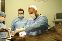 DOĞAL YAŞAM PARKI - Alageyik, Ormanya'da Hayata Tutundu