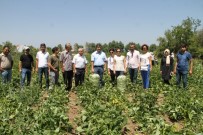 SEBZE ÜRETİMİ - Antalyalı Çiftçilerden Gevaş'a Ziyaret