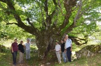 Buzluk Yaylası Turizme Kazandırılıyor Haberi