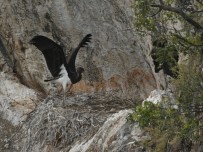 Nadir Görülen Kara Leylekler Bilecik'te