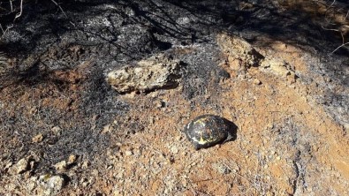 Ormancılar Kaplumbağaları Yanmaktan Kurtardı