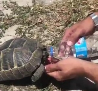 Polis Memurundan Kaplumbağaya Şefkat Eli