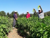 Sakarya'da Biber Hasadı Başladı
