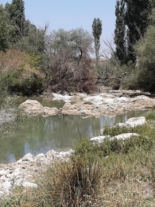 Sakarya Nehir Yatağı Kuruyunca Çiftçilere 5 Gün Sulama Yasağı Getirildi