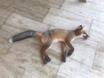 İĞNEADA - Zehirlenmiş Tilki Kurtarıldı