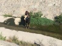 KURBANLIK HAYVAN - Ataşehir'de Sahibinin Elinden Kaçan Kurbanlık Hayvan Derede Mahsur Kaldı