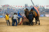 DEVE GÜREŞLERİ - Aydın'ın Deve Güreşlerini Anlatan Belgesel Londra'da Finalist Oldu