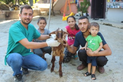 Çift Cinsiyetli Oğlak Şaşırttı