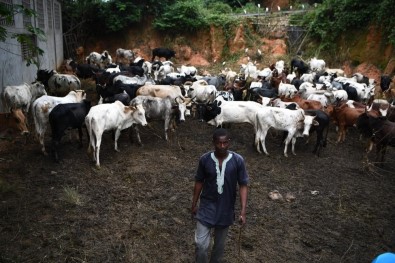 Fildişi'nde Kesilecek Hayvanlar Diyanet Gönüllüleri Tarafından Denetlendi