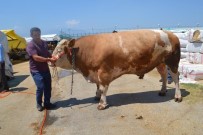 İnegöl'ün Aslan'ı Satıldı