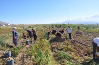 BAŞDERE - Nevşehir'de Patates Hasadı Başladı